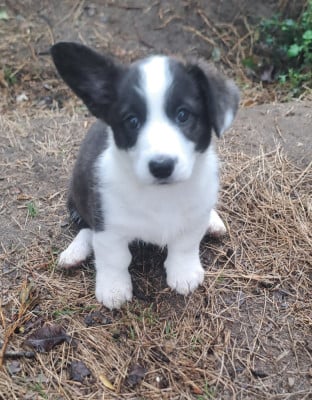 Les chiots de Welsh Corgi Cardigan