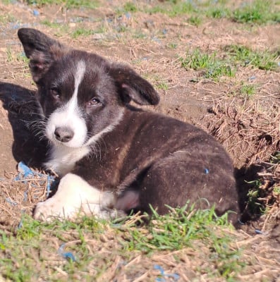 Les chiots de Welsh Corgi Cardigan