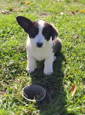 Les chiots de Welsh Corgi Cardigan