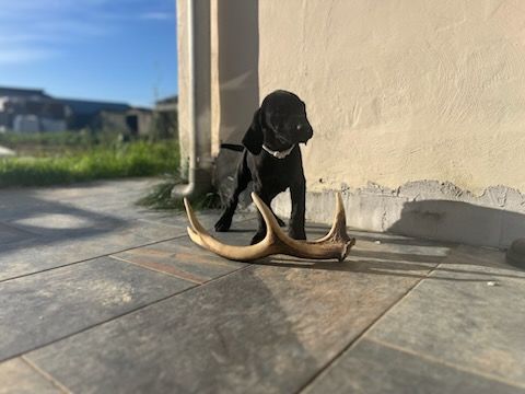 Collier blanc - Braque allemand à poil court