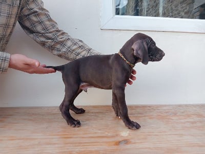 Les chiots de Braque allemand à poil court