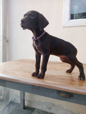 Les chiots de Braque allemand à poil court