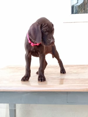Les chiots de Braque allemand à poil court