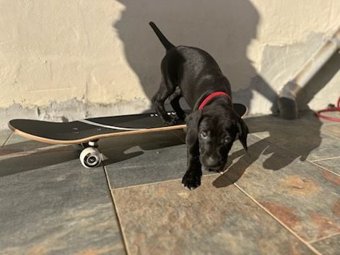 Collier rouge - Braque allemand à poil court