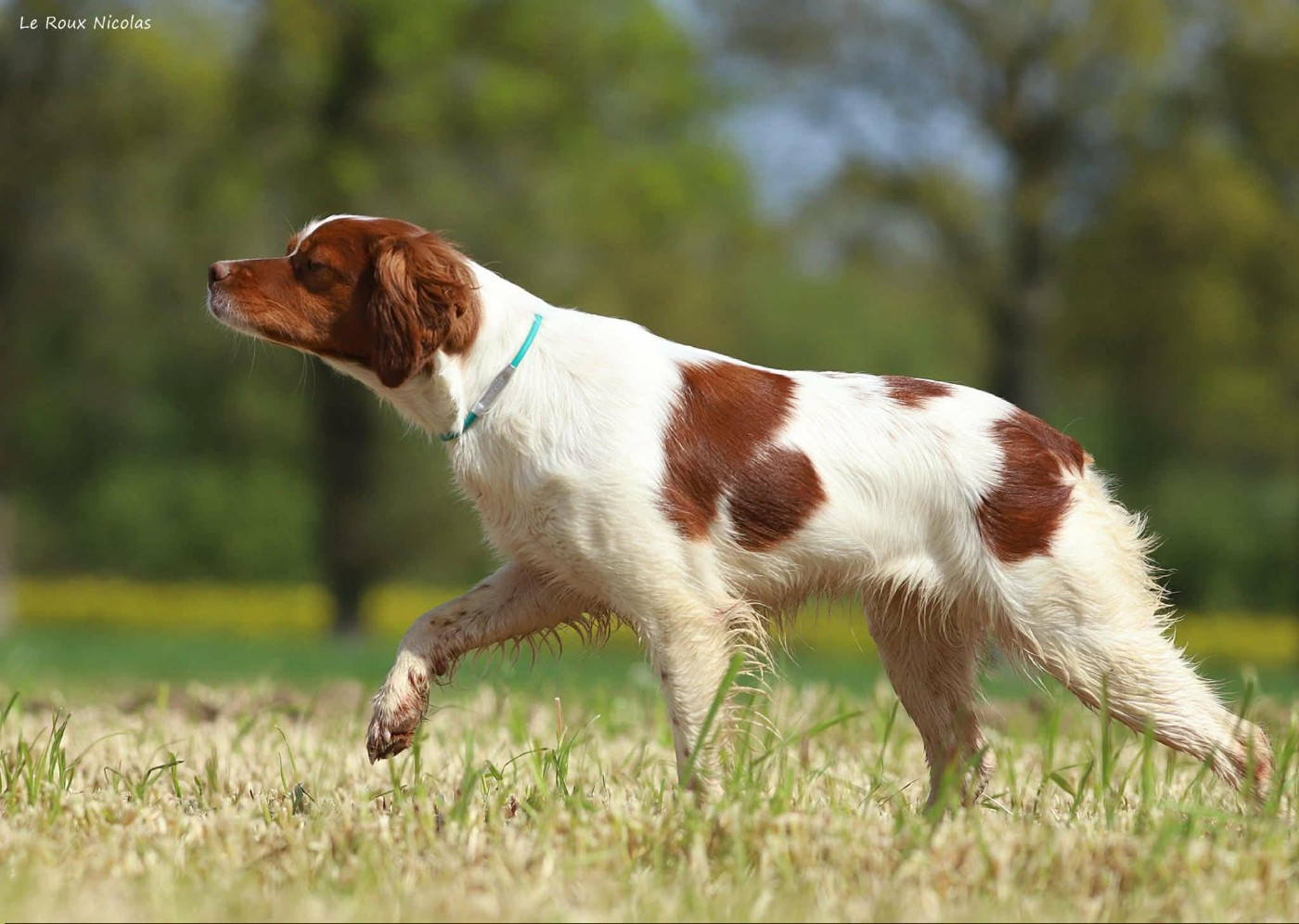 Publication : De Trémaudan