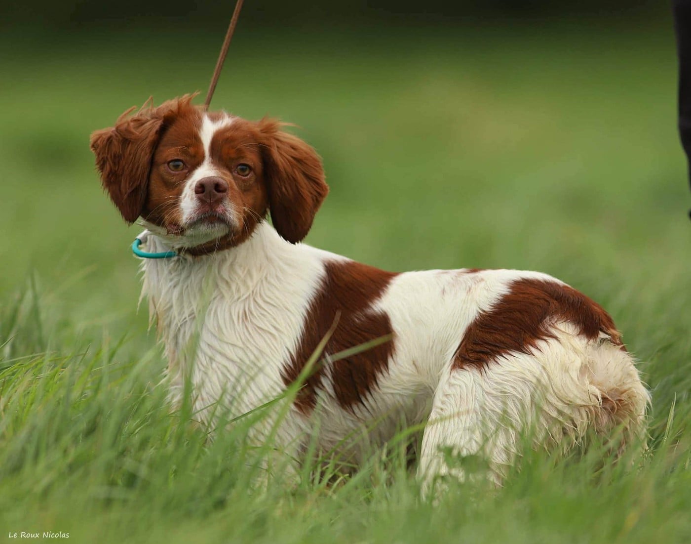 Publication : De Trémaudan