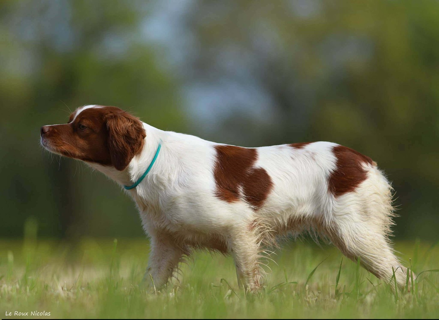 Publication : De Trémaudan