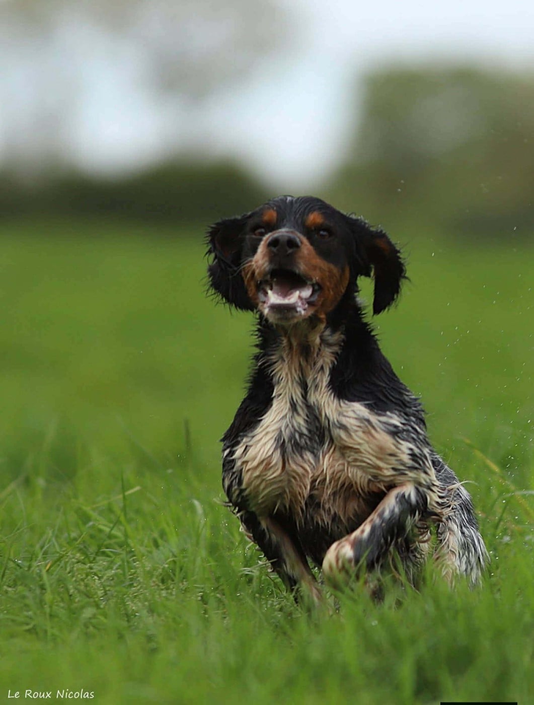 Publication : De Trémaudan