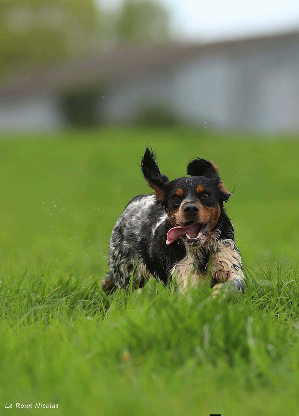Publication : De Trémaudan