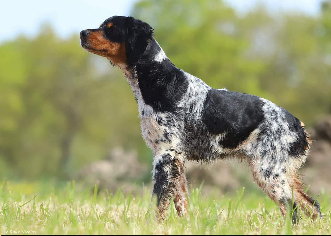 Publication : De Trémaudan