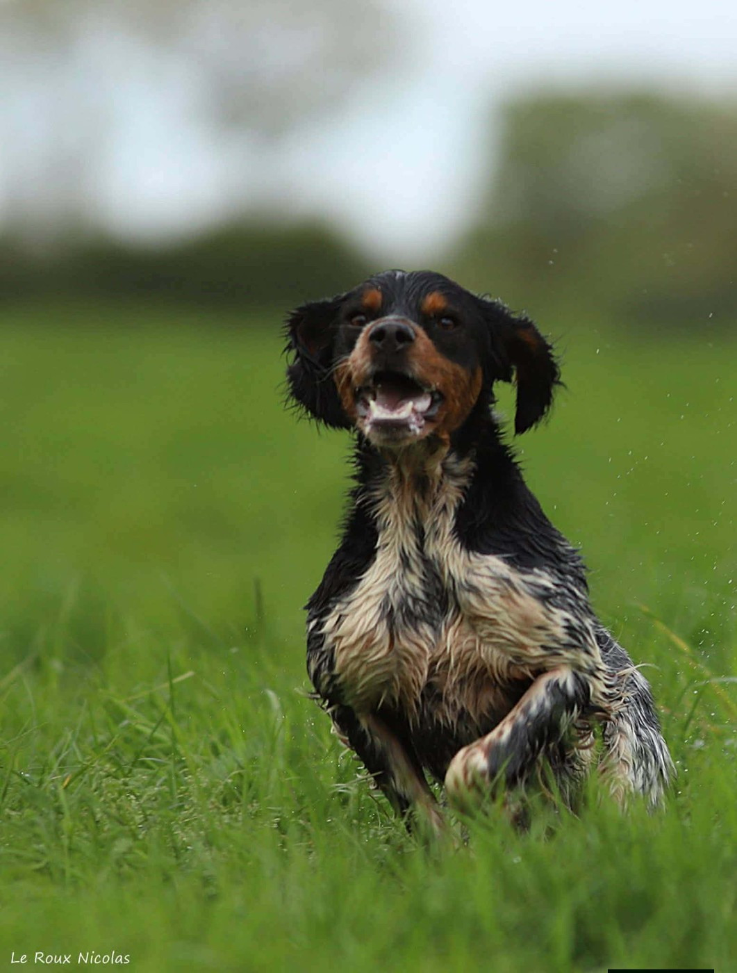 Publication : De Trémaudan
