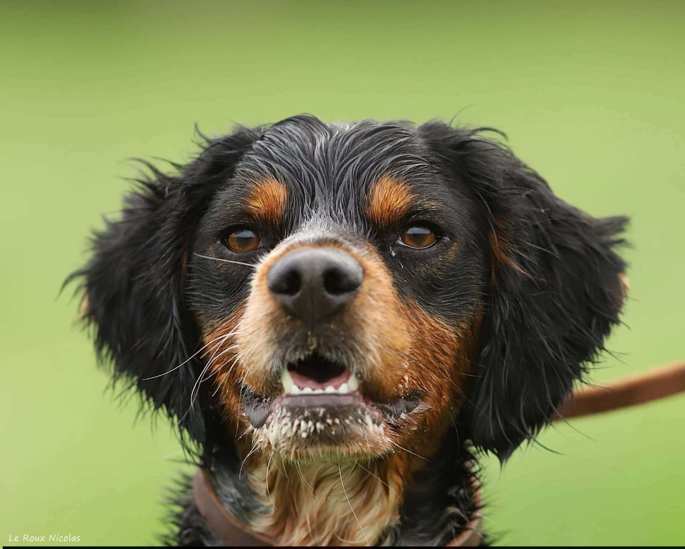 Publication : De Trémaudan