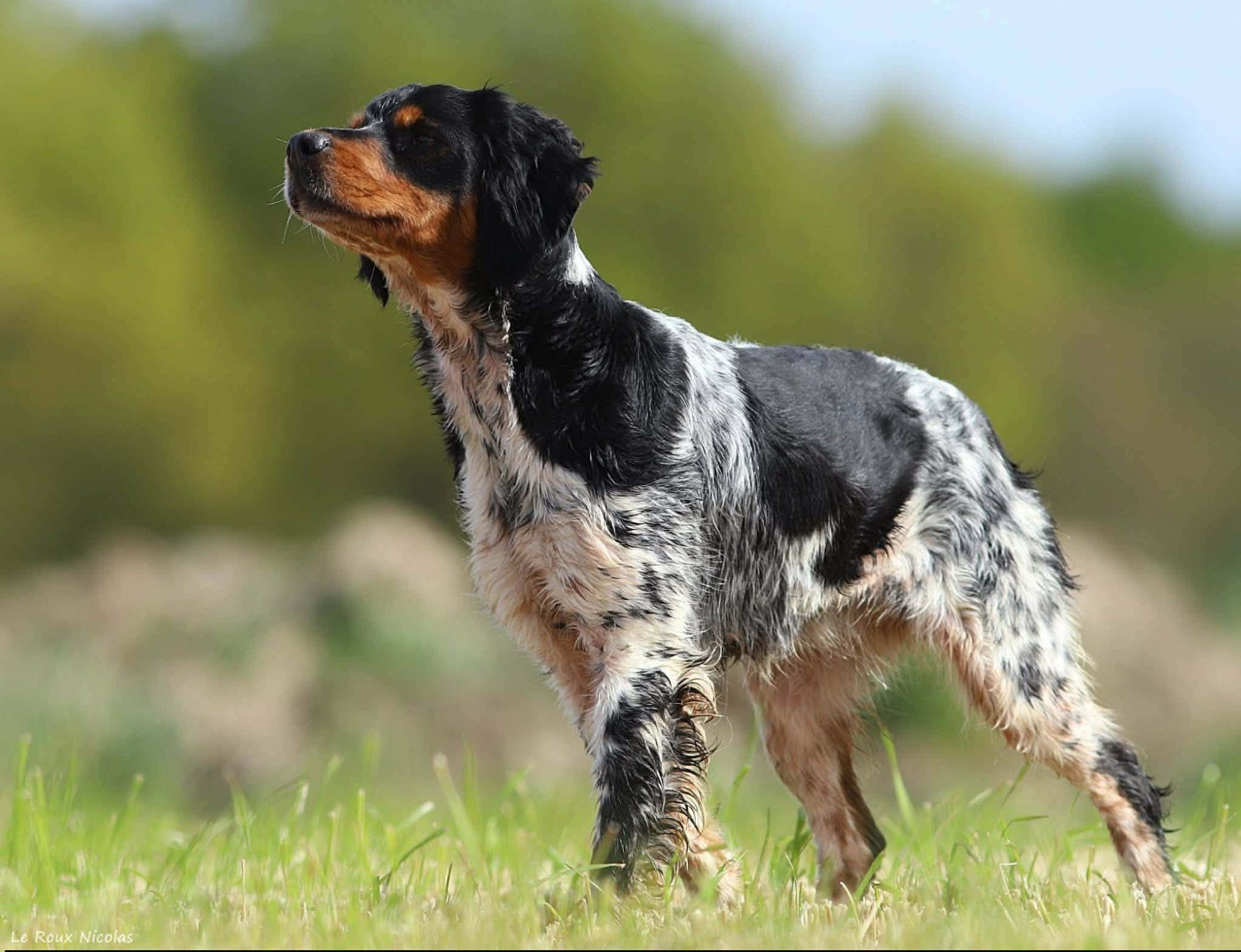 Publication : De Trémaudan