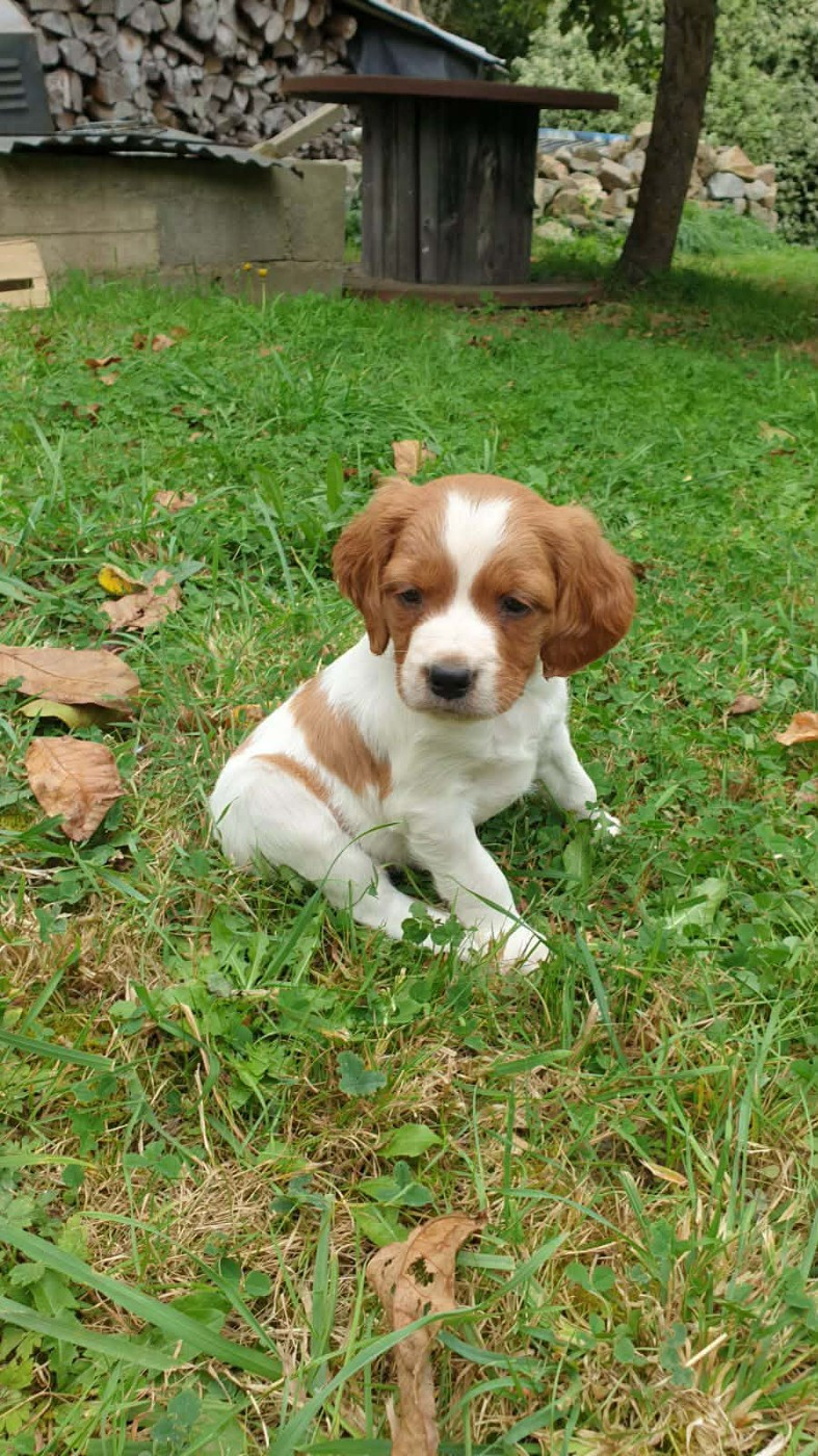 Publication : De Trémaudan