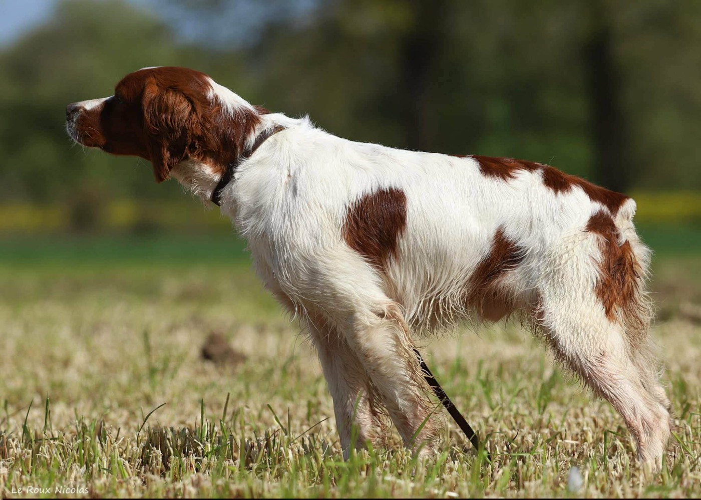 Publication : De Trémaudan