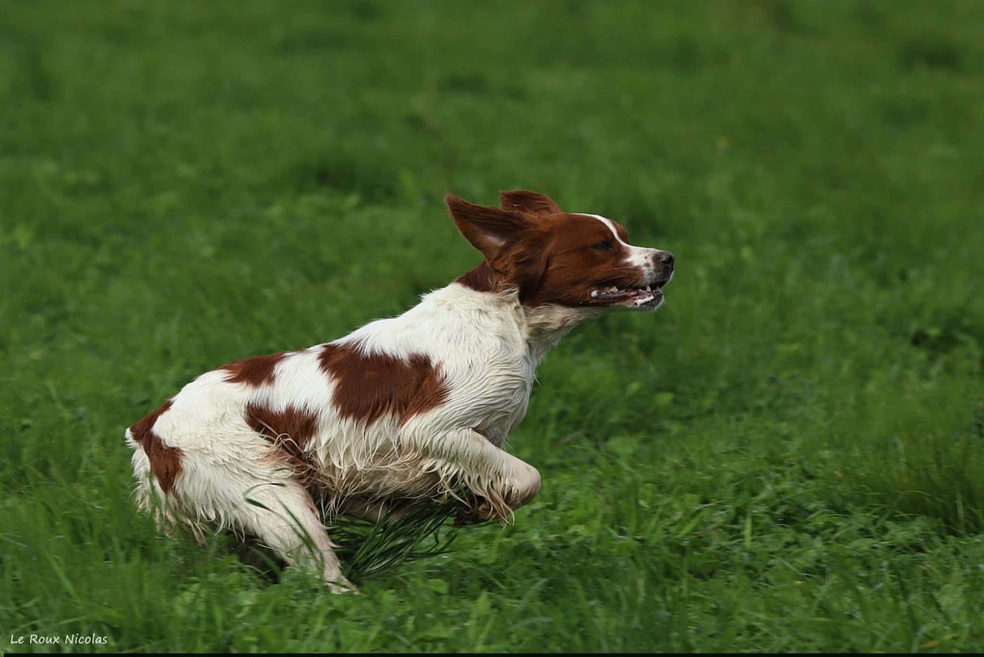 Publication : De Trémaudan