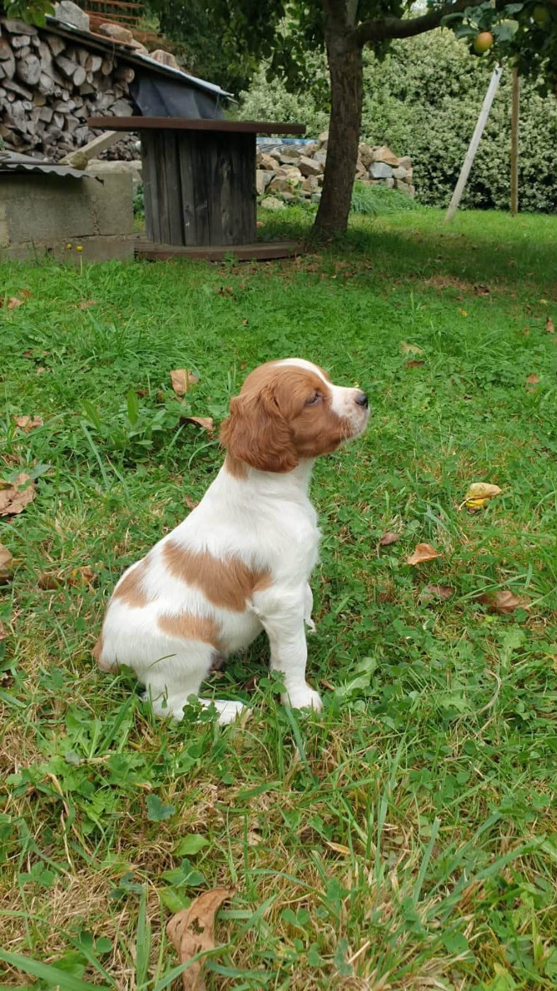 Publication : De Trémaudan