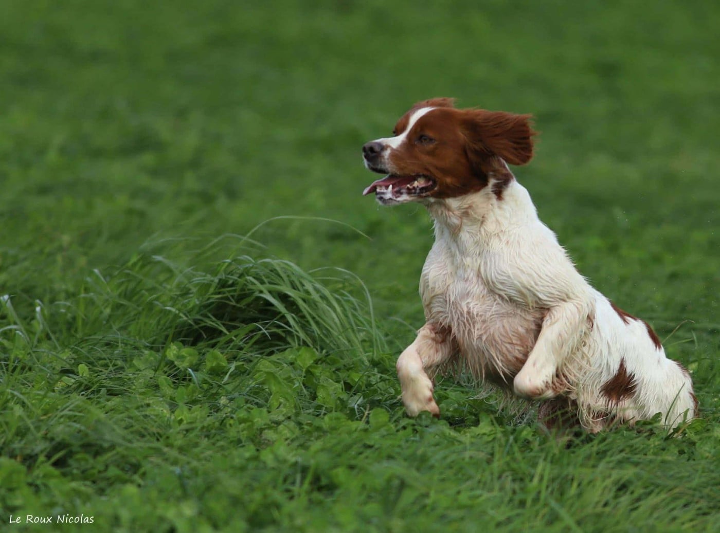 Publication : De Trémaudan