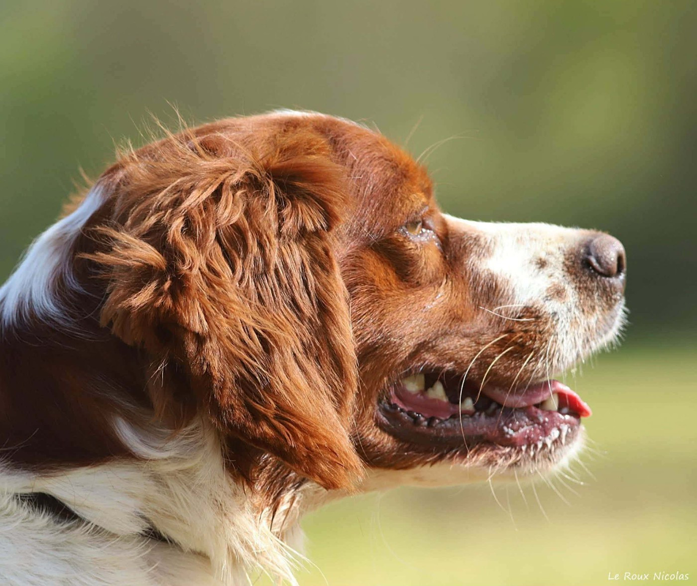 Publication : De Trémaudan