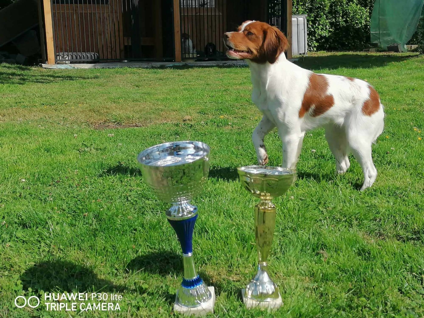 Publication : De Trémaudan