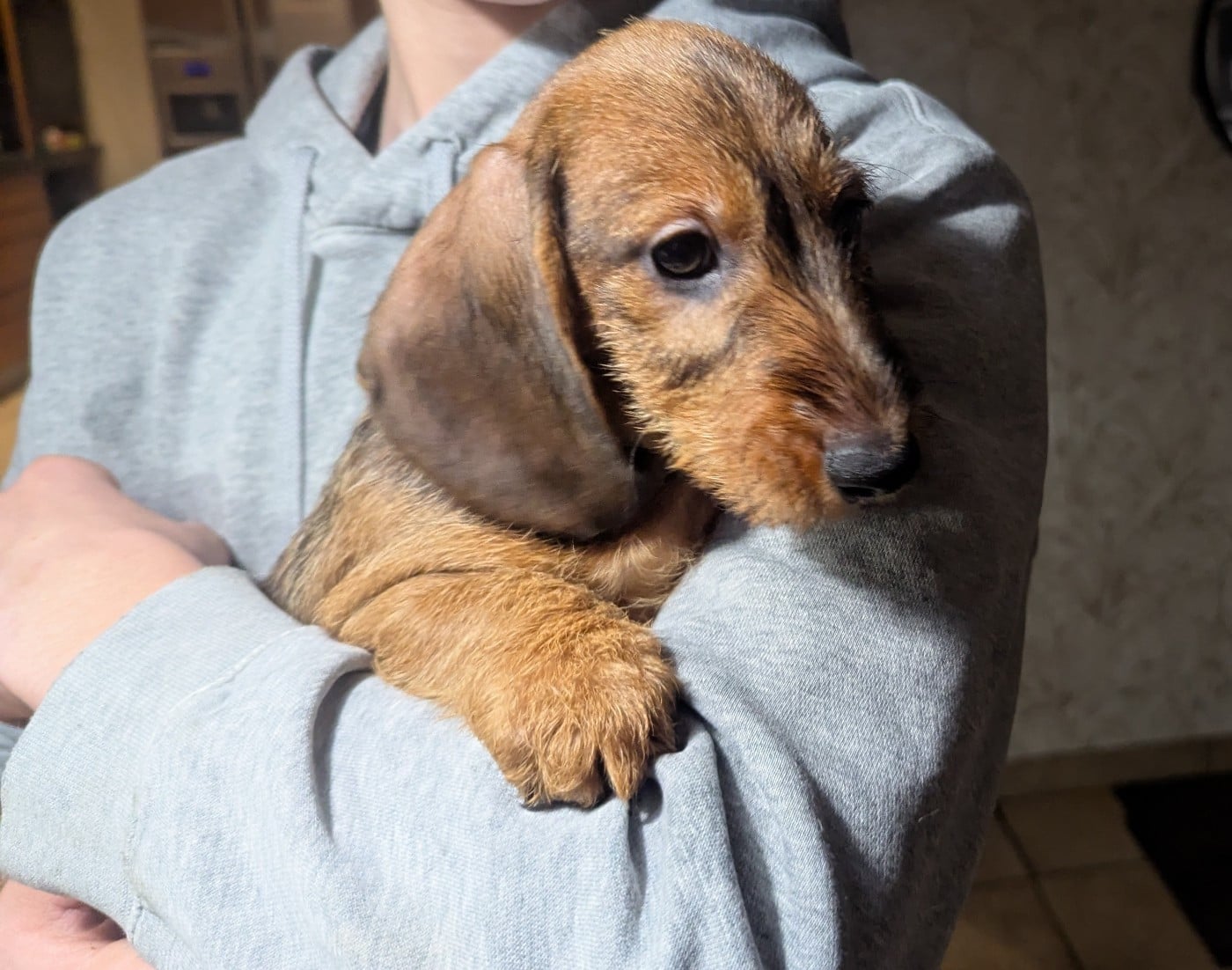 CHIOT 3 - Teckel poil dur