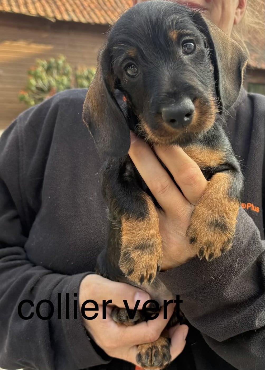 Collier vert - Teckel poil dur