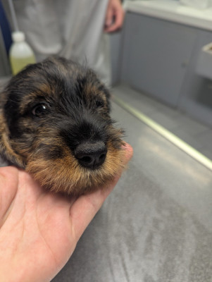 Les chiots de Teckel poil dur