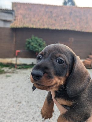 Les chiots de Teckel poil dur
