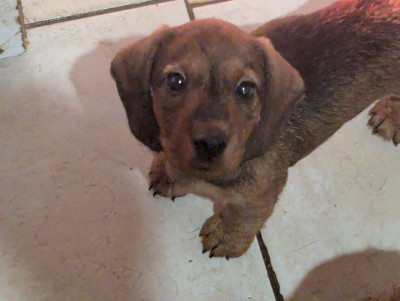 Les chiots de Teckel poil dur