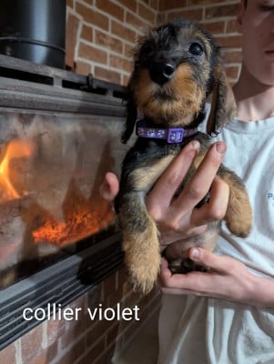 Les chiots de Teckel poil dur