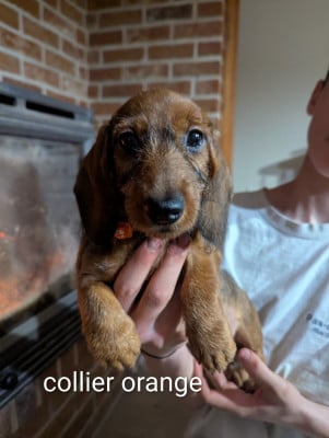 Les chiots de Teckel poil dur