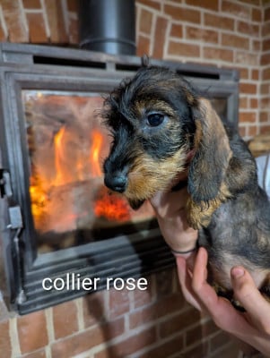 Les chiots de Teckel poil dur