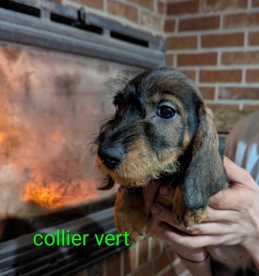 Les chiots de Teckel poil dur