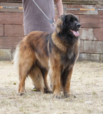 du Chapeau de gendarme