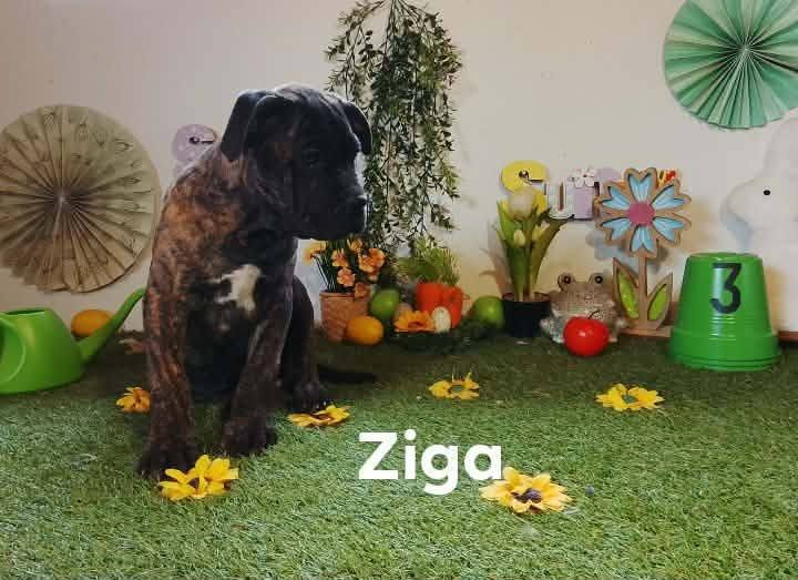 ziga - Cane Corso