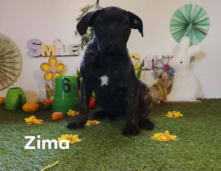 zima - Cane Corso