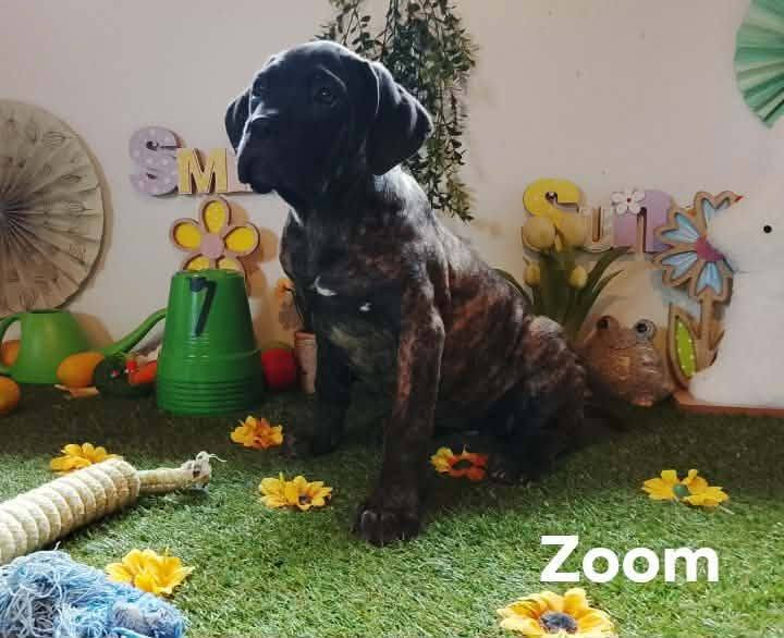 zoom - Cane Corso
