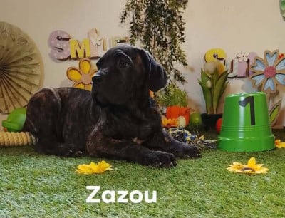 Les chiots de Cane Corso