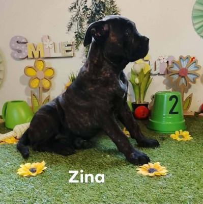 zina - Cane Corso