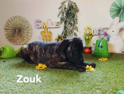 zouk - Cane Corso