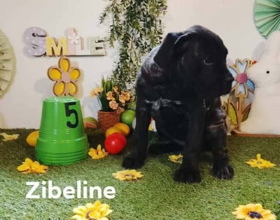zibeline - Cane Corso