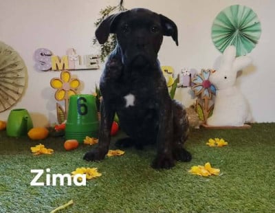 zima - Cane Corso