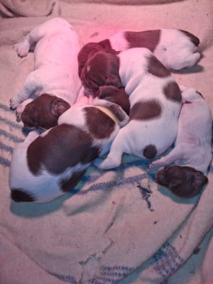 Les chiots de Braque français, type Pyrenees (petite taille)