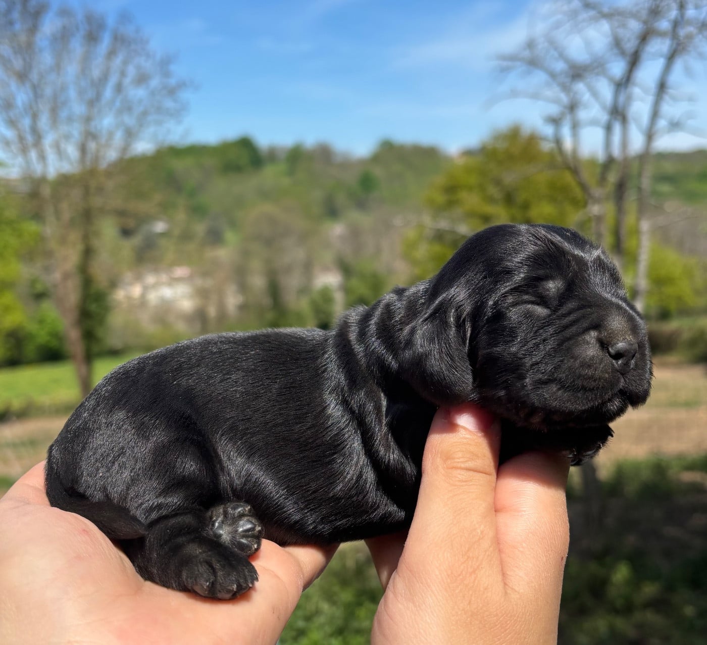 Cocker Spaniel Anglais - Du Mas Destiny