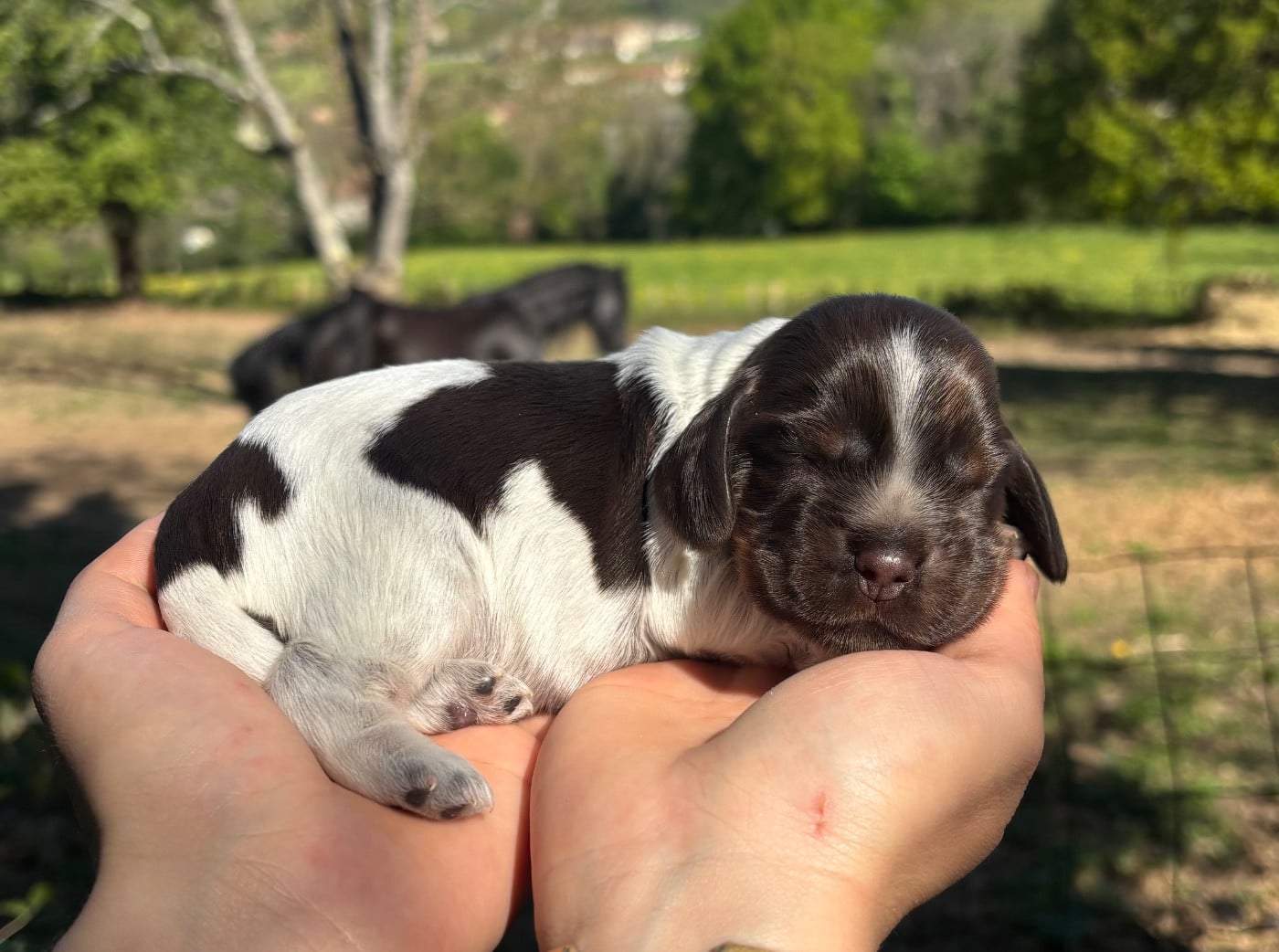 Cocker Spaniel Anglais - Du Mas Destiny