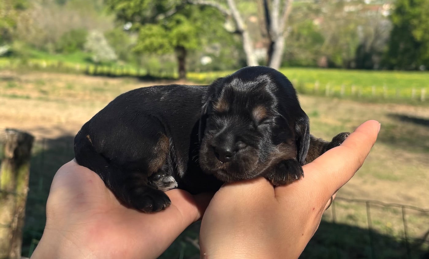 Cocker Spaniel Anglais - Du Mas Destiny
