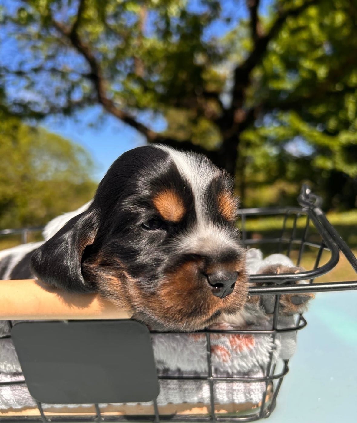 Cocker Spaniel Anglais - Du Mas Destiny