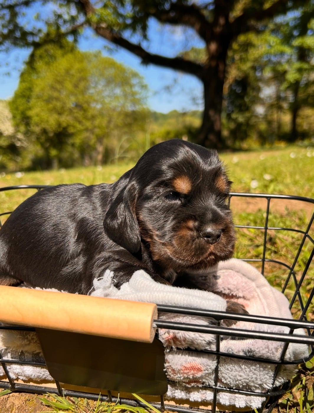 Cocker Spaniel Anglais - Du Mas Destiny