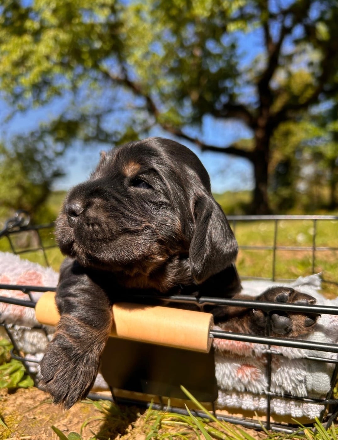 Cocker Spaniel Anglais - Du Mas Destiny
