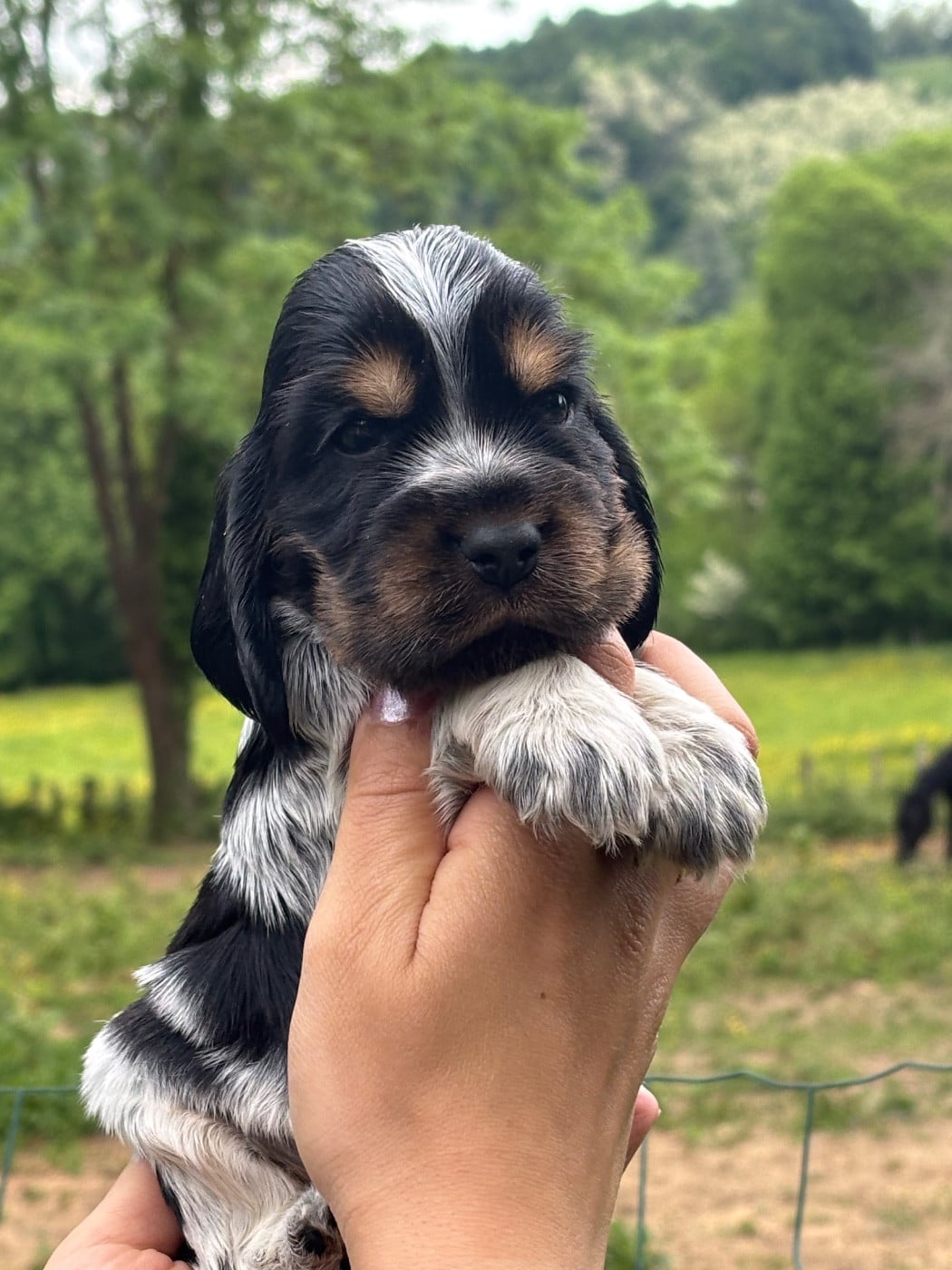 Cocker Spaniel Anglais - Du Mas Destiny